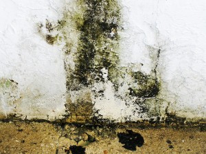 Mould Behind Walls