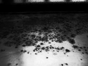 Mould Infestation