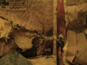 Mould in Insulation
